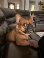 Rosy, a female French Bulldog for sale in Slidell, LA – 7 of 10