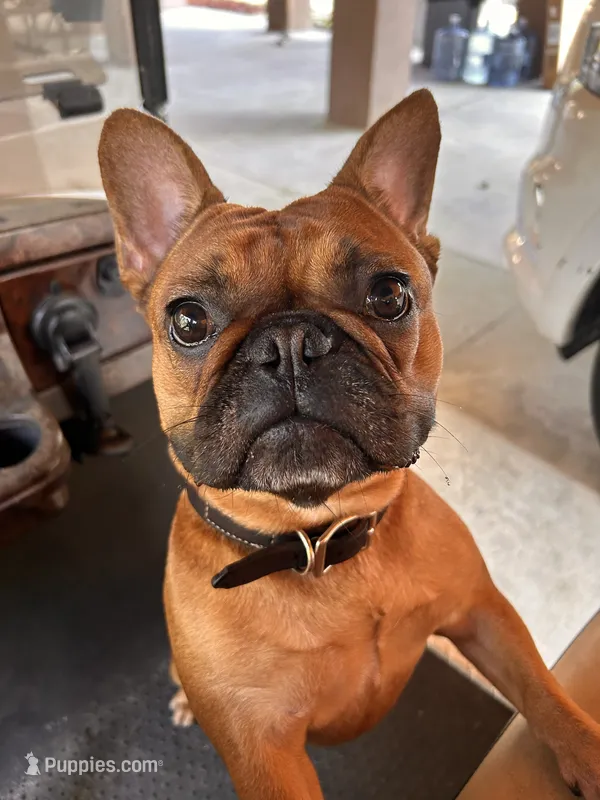 Rosy – French Bulldog puppy for sale in Slidell, LA