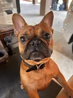 Rosy, a female French Bulldog for sale in Slidell, LA – 1 of 10