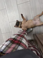 Rosy, a female French Bulldog for sale in Slidell, LA – 10 of 10