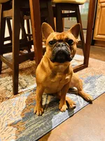 Rosy, a female French Bulldog for sale in Slidell, LA – 5 of 10