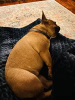 Rosy, a female French Bulldog for sale in Slidell, LA – 3 of 10