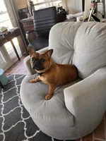 Rosy, a female French Bulldog for sale in Slidell, LA – 8 of 10