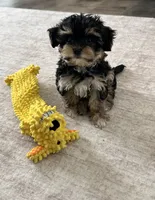 Muvi, a male Yorkipoo for sale in Orangevale, CA – 9 of 10