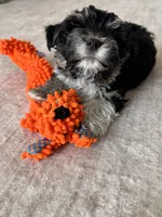 Toscha , a male Yorkipoo for sale in Orangevale, CA – 5 of 10