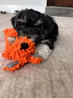 Toscha , a male Yorkipoo for sale in Orangevale, CA – 8 of 10