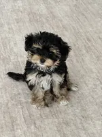 Muvi, a male Yorkipoo for sale in Orangevale, CA – 3 of 10