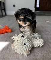 Muvi, a male Yorkipoo for sale in Orangevale, CA – 6 of 10