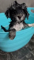 Toscha , a male Yorkipoo for sale in Orangevale, CA – 6 of 10
