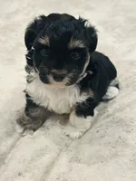 Toscha , a male Yorkipoo for sale in Orangevale, CA – 7 of 10