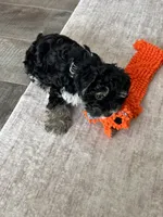 Toscha , a male Yorkipoo for sale in Orangevale, CA – 9 of 10