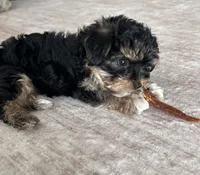 Muvi, a male Yorkipoo for sale in Orangevale, CA – 10 of 10
