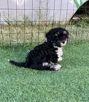 Toscha , a male Yorkipoo for sale in Orangevale, CA – 4 of 10