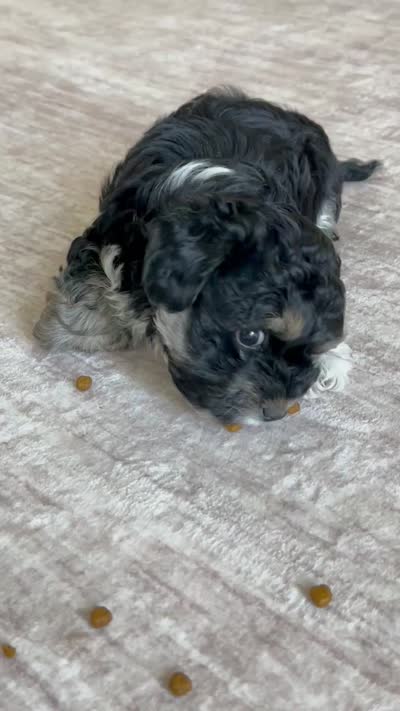 Toscha , a male Yorkipoo for sale in Orangevale, CA – 10 of 10