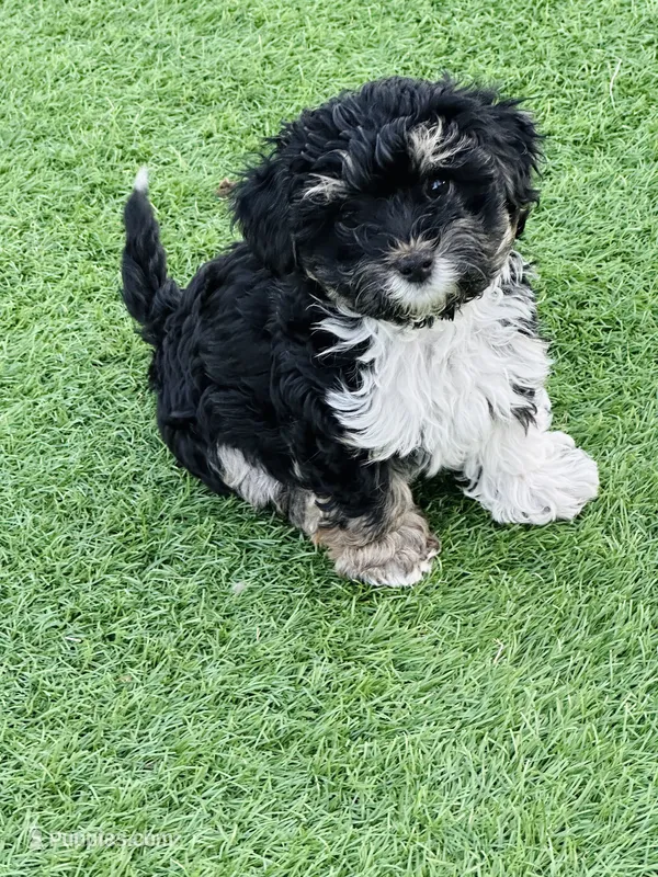 Toscha  – Yorkipoo puppy for sale in Orangevale, CA