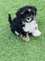 Toscha , a male Yorkipoo for sale in Orangevale, CA – 1 of 10