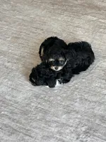 Muvi, a male Yorkipoo for sale in Orangevale, CA – 5 of 10