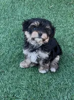 Muvi, a male Yorkipoo for sale in Orangevale, CA – 4 of 10