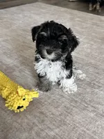 Toscha , a male Yorkipoo for sale in Orangevale, CA – 3 of 10