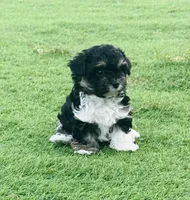 Toscha , a male Yorkipoo for sale in Orangevale, CA – 2 of 10