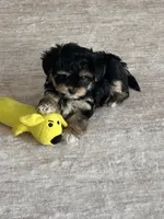 Muvi, a male Yorkipoo for sale in Orangevale, CA – 7 of 10
