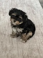 Muvi, a male Yorkipoo for sale in Orangevale, CA – 8 of 10