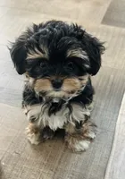 Muvi, a male Yorkipoo for sale in Orangevale, CA – 2 of 10