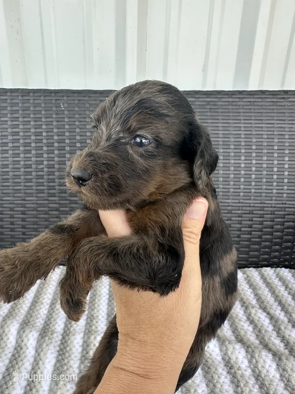 F1b merle  – Goldendoodle puppy for sale in Canton, TX