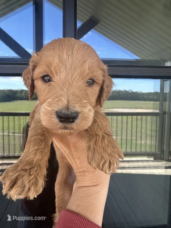 F1 boy English cream  – Goldendoodle puppy for sale in Canton, TX
