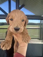 F1 boy English cream , a male Goldendoodle for sale in Canton, TX – 1 of 2