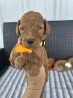 F1b medium (yellow collar), a male Goldendoodle for sale in Canton, TX – 1 of 1