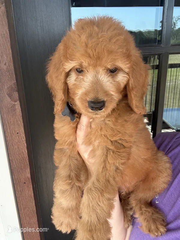 F1 goldendoodle – Goldendoodle puppy for sale in Canton, TX