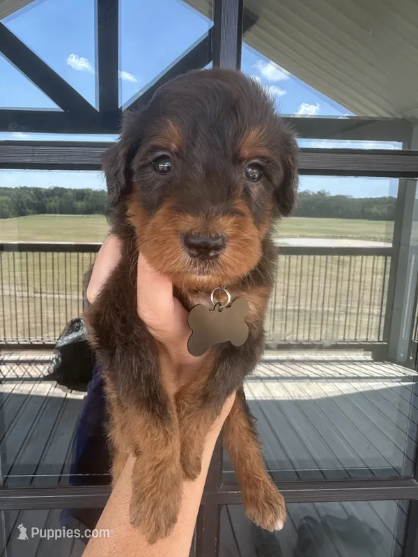 Merle medium F1b - black collar  – Bernedoodle puppy for sale in Canton, TX