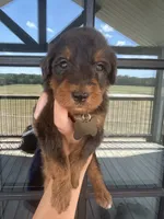 Merle medium F1b - black collar , a male Bernedoodle for sale in Canton, TX – 1 of 4