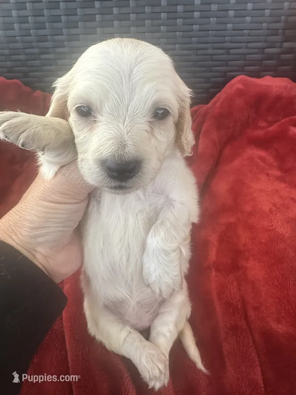 Cream AKC LH – Miniature Dachshund puppy for sale in Canton, TX