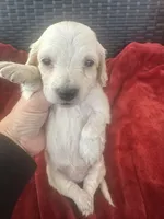 Cream AKC LH, a female Miniature Dachshund for sale in Canton, TX – 1 of 5