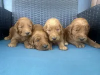 Red f1 boy, a male Goldendoodle for sale in Canton, TX – 2 of 3