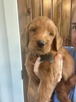 F1 standard, a male Goldendoodle for sale in Canton, TX – 3 of 7