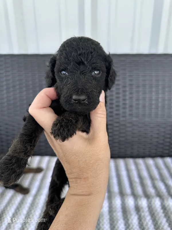 F1b medium black  – Goldendoodle puppy for sale in Canton, TX