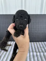 F1b medium black , a male Goldendoodle for sale in Canton, TX – 1 of 2