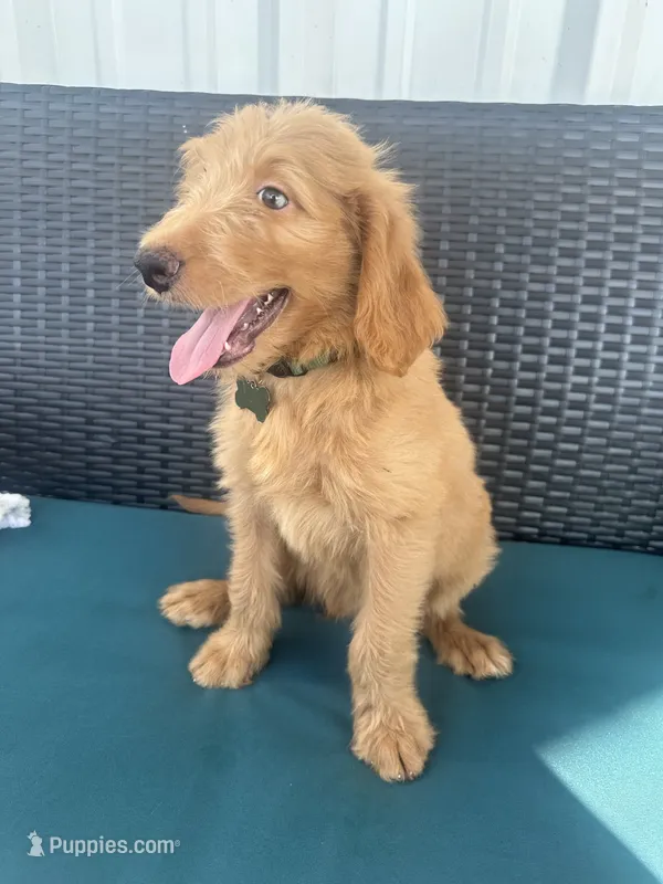 Green – Goldendoodle puppy for sale in Canton, TX