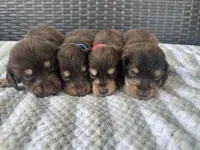 LH Boy, a male Miniature Dachshund for sale in Canton, TX – 3 of 4