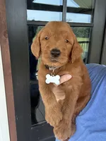 F1 standard, a male Goldendoodle for sale in Canton, TX – 1 of 7