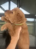 F1 girlie English cream- neon, a female Goldendoodle for sale in Canton, TX – 3 of 5