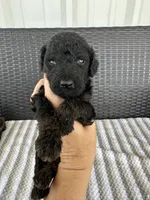 F1b medium black , a male Goldendoodle for sale in Canton, TX – 2 of 2