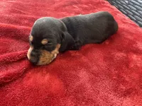 Black and tan boy, a male Miniature Dachshund for sale in Canton, TX – 1 of 4