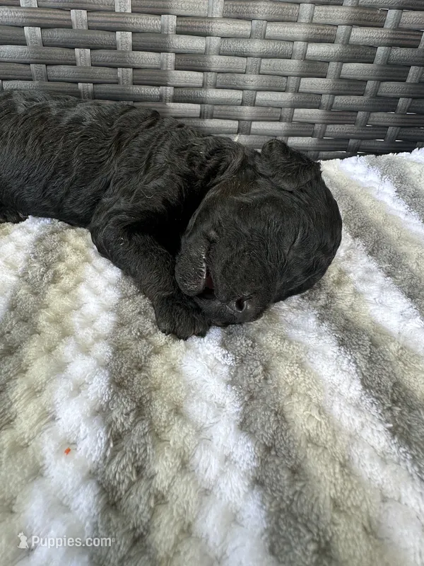 F1b black  – Goldendoodle puppy for sale in Canton, TX
