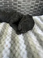 F1b black , a female Goldendoodle for sale in Canton, TX – 1 of 2