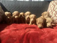 F1 English cream goldendoodle, a female Goldendoodle for sale in Canton, TX – 2 of 2
