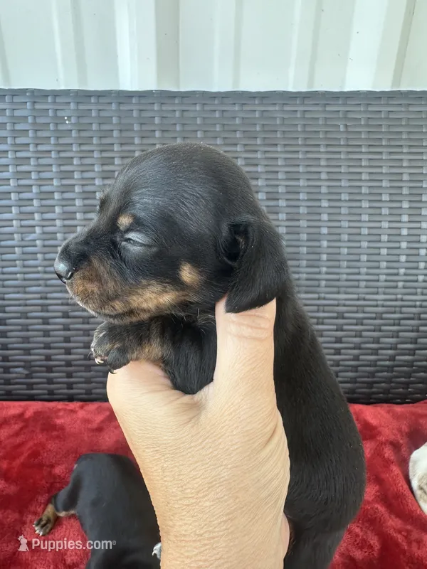 Black/tan – Miniature Dachshund puppy for sale in Canton, TX